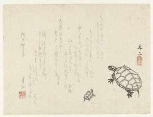 Deux tortues