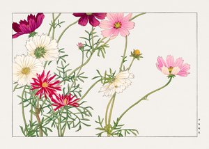 Fleur de cosmos de "Seiyou Sokazufu"