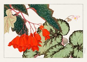 Cracklin Rosie Begonia flower from "Seiyou Sokazufu" (fleur de bégonia de Cracklin Rosie)