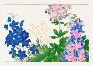Fleur de delphinium de "Seiyou Sokazufu"