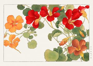 Fleur de capucine de "Seiyou Sokazufu"