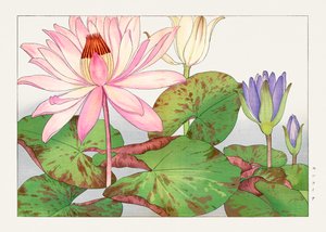 Nymphaea lotus from "Seiyou Sokazufu" - Tanigami Konan