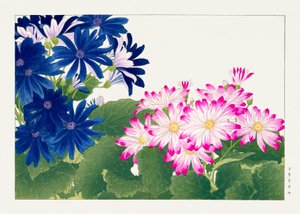 Fleur de cinéraire vintage de "Seiyou Sokazufu"
