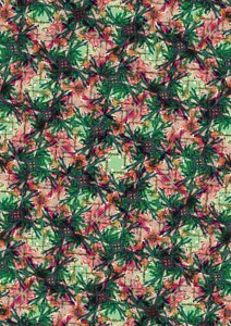Palmier tropical