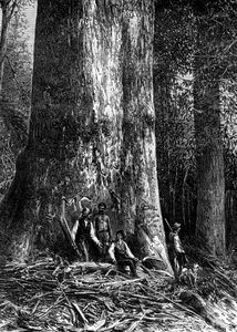 Géant eucalyptus, Australie, 1886 - Taylor