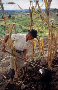 Benigno Marin, un fermier, travaillant dans un champ en Colombie