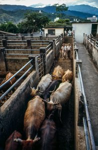Bétail arrivant au corral de Palmira, Colombie