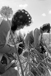 Le fermier Ed Ker à A.M. Ker Ranch est un colon agricole cultivant de la luzerne... - Ted Spiegel