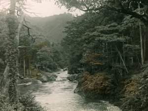 Forêt d