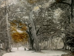 Arbres centenaires dans le parc de Shimogamo, Kyoto, vers 1900 - 1915 (photographie)