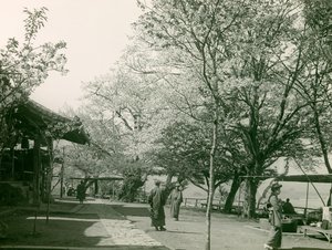 Cerisiers en fleurs dans la ville d