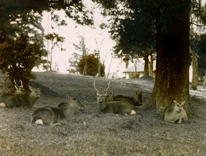 Daim dans le parc de Kasauga Taisha, Nara, vers 1900 - 1915 (photographie)