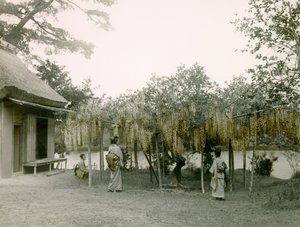 Glycine en fleur à Nagaoka - Kyo à Kyoto vers 1900 - 1915 (photographie)
