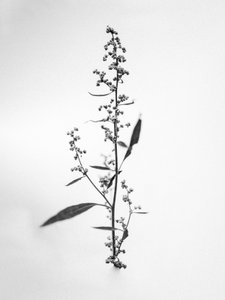 Parmi les fleurs 24 - Teis Albers