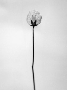 Parmi les fleurs 26 - Teis Albers