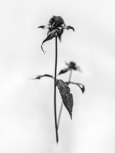Parmi les fleurs 28, 2021 - Teis Albers