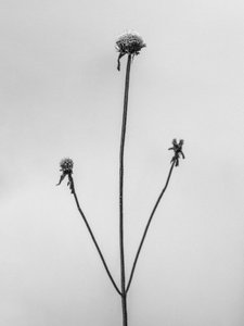 Parmi les fleurs 2 - Teis Albers