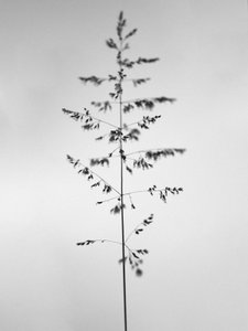 Parmi les fleurs 46, 2021 - Teis Albers