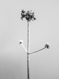 Parmi les fleurs 7, 2021 - Teis Albers