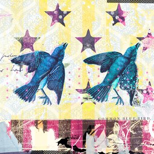 Oiseaux en Série - Teis Albers