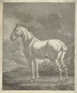 Cheval blanc dans un pré