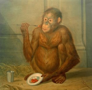 Orang-outan mangeant des fraises