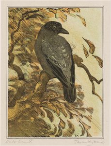 Corbeau bigarré sur une branche - Theo van Hoytema (signed by artist)