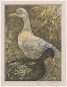 Deux canards debout