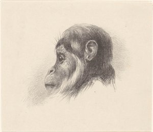 Tête de singe