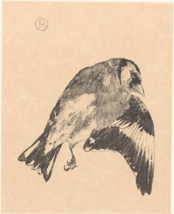 Petit oiseau mort