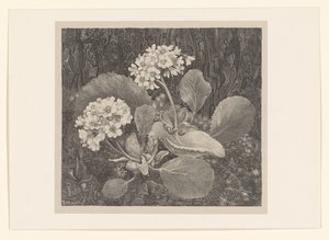 Primevère dans la mousse (Études de fleurs) - Theo van Hoytema
