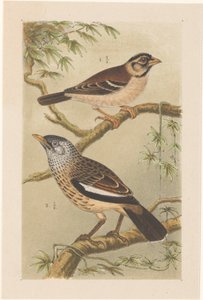 Deux oiseaux sur des branches - Theo van Hoytema