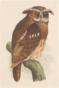 Hibou sur une branche (bubo lettii)