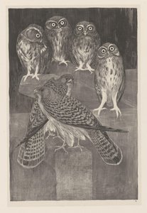 Quatre chouettes et deux faucons (Dierstudies) - Theo van Hoytema