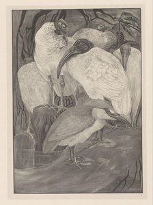 Cinq ibis et un bihoreau (Études d