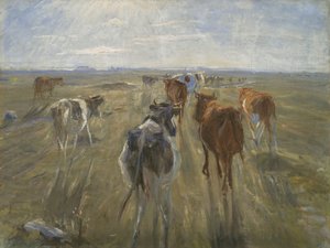 Longues ombres. Bétail sur l