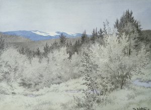 Loin, très loin dans la forêt
