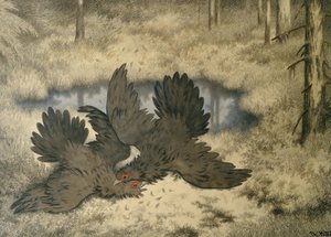 Le combat des oiseaux trolls