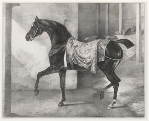 Cheval noir attaché dans une écurie (A Black Horse Tethered in a Stable)