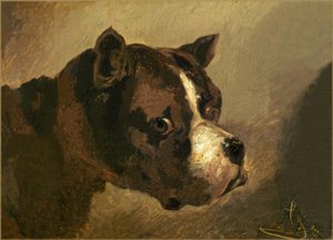 Tête de bouledogue