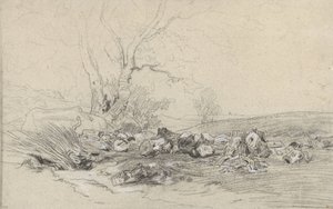 Arbres abattus