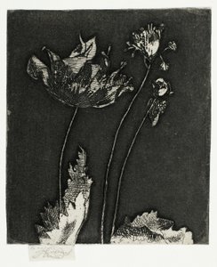 Derniers coquelicots - Theodore Roussel