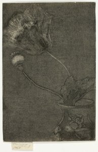 Coquelicot dans un vase