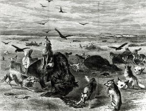 Massacre de bisons sur les plaines, de Harpers Weekly 1872