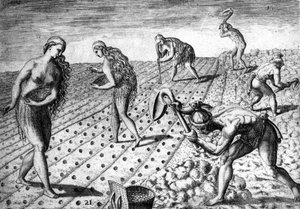 Agriculture chez les indigènes d