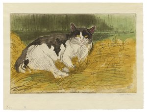 Vieux chat noir et blanc dans l