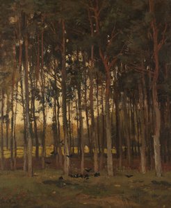 Vue dans les bois