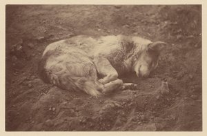 [Sleeping Dog] (chien couchant)