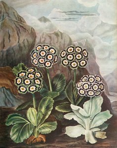 Auricules, vers 1802-1821, 1948