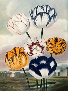 Tulipes, vers 1802-1821, 1948 - Thomas Baxter